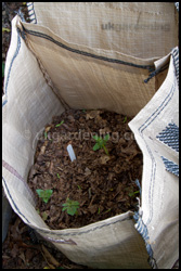 Potatoes starting to emerge from the soil in a potato grow bag