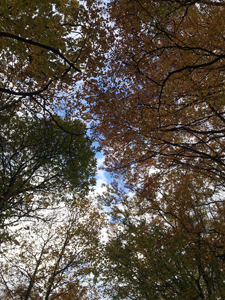 A view of the sky from under a leaf canopy of autumn coloured leaves. Firery yellow, orange and reds of woodland trees.