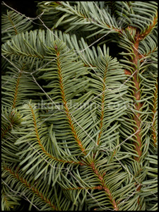 Needles of Nordmann fir