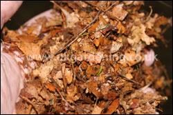 Shredding the leaves makes them break down more quickly