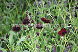 Scabiosa atropurpurea 'Chile Black'