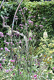 Verbena bonariensis