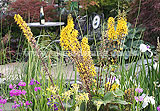 Foxtail lily Eremurus stenophyllus