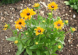 Rudbeckia hirta (Rudbeckia, coneflower, black-eyed susan)