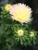 Chrysanthemum