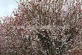 IMG_0950-blossom-01