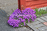 Aubrieta 'Royal Velvet'