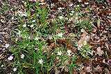 Stellaria holostea (Greater Stitchwort, Addersmeat)