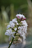 Hottonia palustris (Water violet , Featherfoil)