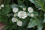 Astrantia major