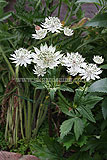 Astrantia major