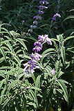 Mexican bush sage, Mexican salvia (Salvia leucantha)