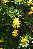 Euryops pectinatus (grey-leaved euryops)