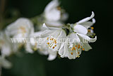 Deutzia crenata