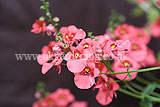 Diascia fetcaniensis