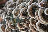 Trametes versicolor (Turkey tail)