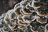 Trametes versicolor (Turkey tail)