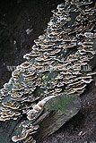 Trametes versicolor (Turkey tail)