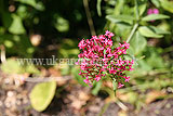 Centranthus ruber (valerian, red valerian)