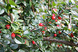 Cotoneaster simonsii (Himalyan cotoneaster)