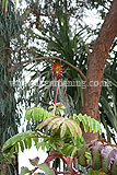 Rhus typhina (Stag's Horn Sumach)