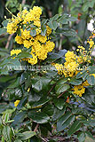 Mahonia aquifolium 'Apollo' (Oregon grape)