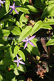 Vinca major subsp hirsuta (Large Periwinkle, Greater Periwinkle)