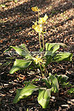 Erythronium kondo (Dog's-tooth violet)