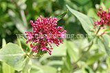 Centranthus ruber (valerian, red valerian)