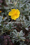 Helianthemum nummularium 'Wisley primrose' (cistus, rock rose)