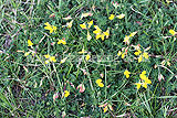 Lotus corniculatus (Bird's-foot-trefoil)