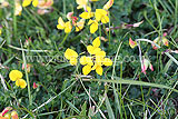 Lotus corniculatus (Bird's-foot-trefoil)