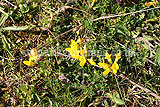 Lotus corniculatus (Bird's-foot-trefoil)