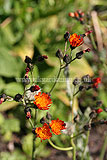 Pilosella aurantiaca - Orange hawkweed
