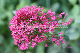 Centranthus ruber (valerian, red valerian)