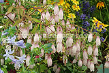 Campanula takesimana (Korean Bellflower, Bellflower)