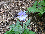 Anemone blanda