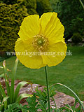 Papaver cambricum (Welsh poppy)