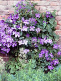 Clematis