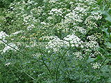 Aegopodium podagraria (Ground elder, Bishop's Weed)