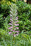 Acanthus spinosus (Bears breeches)