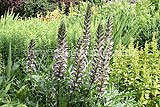 Acanthus spinosus (Bears breeches)