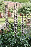 Acanthus spinosus (Bears breeches)