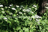 Aegopodium podagraria (Ground Elder)