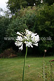 Agapanthus africanus 'Bressingham white' (African lily)