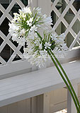 Agapanthus africanus (African lily)