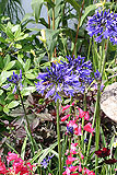 Agapanthus africanus (African lily)