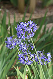 Agapanthus africanus (African lily)