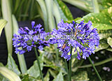 Agapanthus africanus (African lily)