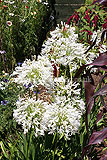 Agapanthus africanus (African lily)